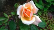 A Rose for Caron